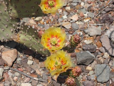Opuntia rufida, photographed by henrya