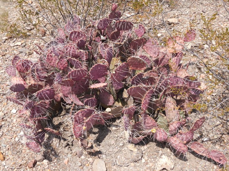 Opuntia azurea, photographed by henrya
