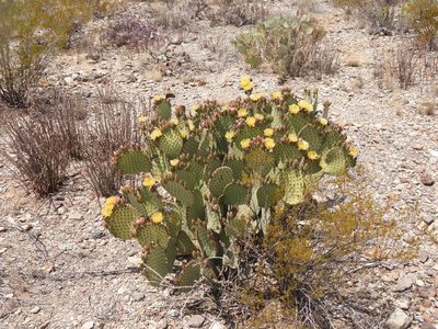 Opuntia rufida, photographed by henrya