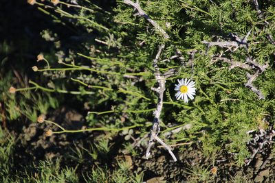 Garuleum bipinnatum, photographed by Tony Rebelo