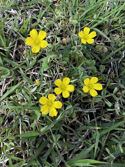 Oxalis texana, photographed by Cheryl McCleary-Catalano