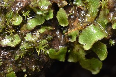 Mannia gracilis, photographed by Braden J. Judson