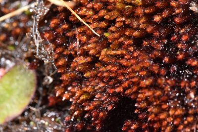 Imbribryum miniatum, photographed by Braden J. Judson