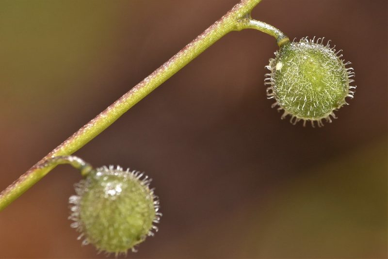 Athysanus pusillus, photographed by Braden J. Judson