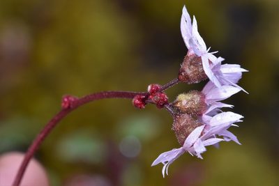 Lithophragma glabrum, photographed by Braden J. Judson