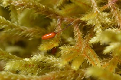 Antitrichia californica, photographed by Braden J. Judson