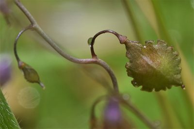 Thysanocarpus curvipes