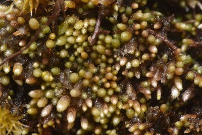 Bryum argenteum, photographed by Braden J. Judson