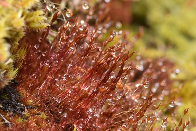 Ceratodon purpureus, photographed by Braden J. Judson