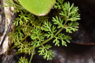 Daucus pusillus, photographed by Braden J. Judson