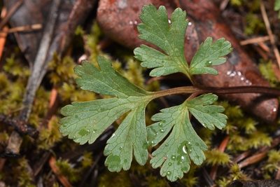 Sanicula graveolens, photographed by Braden J. Judson