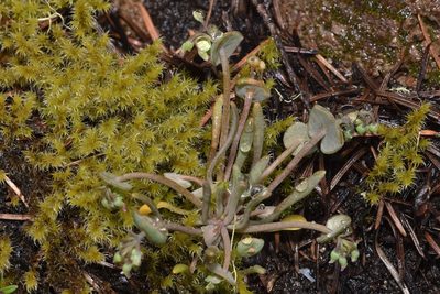 Claytonia exigua, photographed by Braden J. Judson