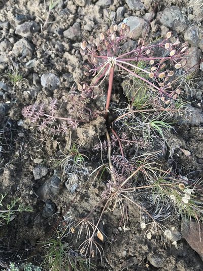 Lomatium canbyi, photographed by Lindsey Salmonson