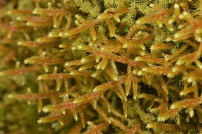 Antitrichia curtipendula, photographed by Braden J. Judson