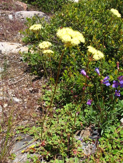 Eriogonum ursinum, photographed by chrismo