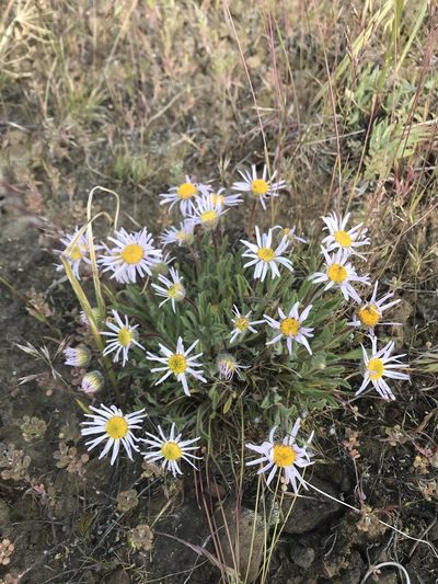 Erigeron poliospermus, photographed by Lindsey Salmonson