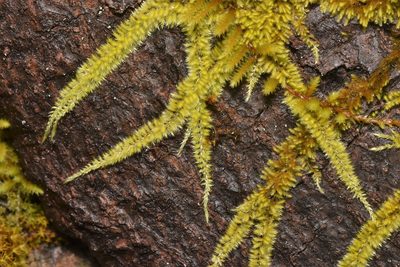 Homalothecium nuttallii, photographed by Braden J. Judson