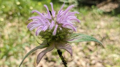 Monarda bradburyana, photographed by john_hall