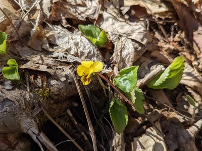 Viola rotundifolia, photographed by Laura J. Costello