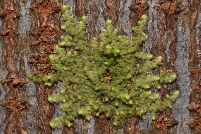 Radula complanata, photographed by Braden J. Judson