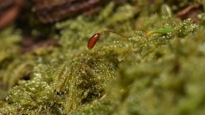 Trochophyllohypnum circinale, photographed by Braden J. Judson