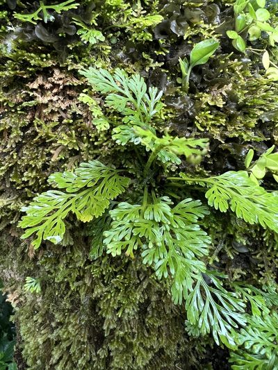 Asplenium theciferum, photographed by Nicolás Baresch Uribe
