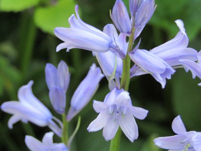 Hyacinthoides non-scripta, photographed by Zakqary Roy