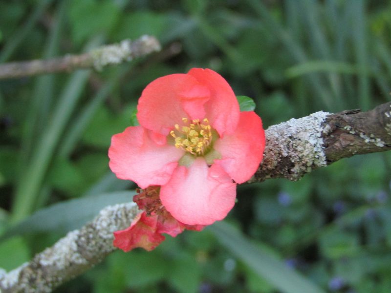 Chaenomeles speciosa, photographed by Zakqary Roy
