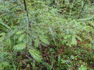 Abies grandis, photographed by Braden J. Judson