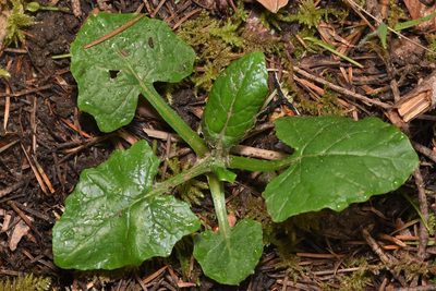 Adenocaulon bicolor, photographed by Braden J. Judson