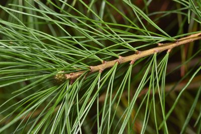 Pinus monticola, photographed by Braden J. Judson
