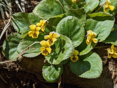 Viola rotundifolia, photographed by Laura J. Costello