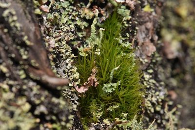 Orthodicranum tauricum, photographed by Braden J. Judson