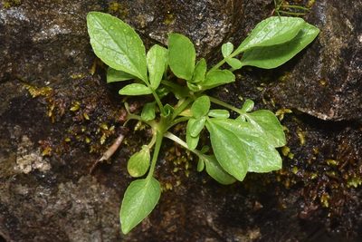 Valeriana sitchensis, photographed by Braden J. Judson