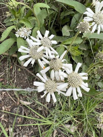 Verbesina elegans, photographed by Nicolás Baresch Uribe
