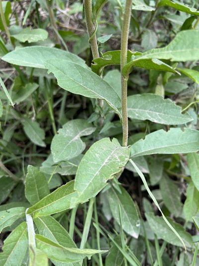 Verbesina elegans, photographed by Nicolás Baresch Uribe