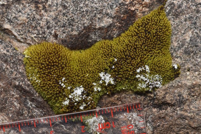 Grimmia torquata, photographed by Braden J. Judson