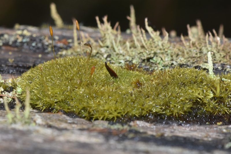 Dicranoweisia cirrata, photographed by Braden J. Judson