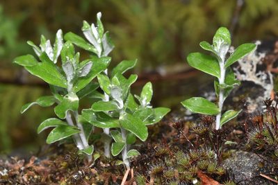 Luina hypoleuca, photographed by Braden J. Judson