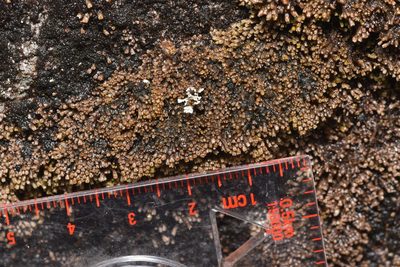 Gymnomitrion obtusum, photographed by Braden J. Judson