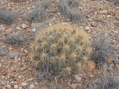 Echinocereus stramineus, photographed by henrya