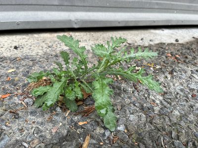 Senecio glomeratus, photographed by Jon Sullivan