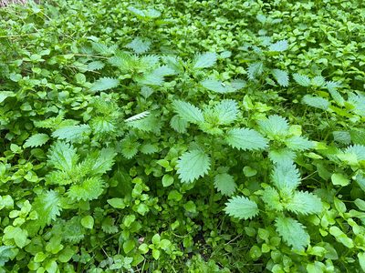 Urtica urens, photographed by Jon Sullivan
