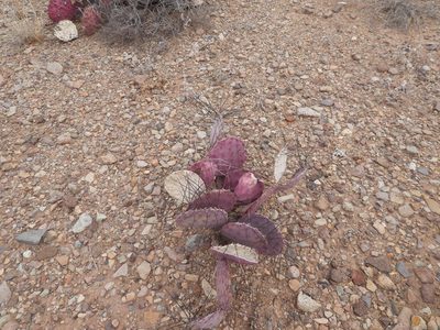 Opuntia azurea, photographed by henrya
