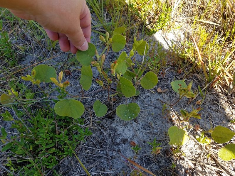Rhynchosia michauxii, photographed by Leila Dasher