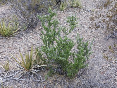 Porlieria angustifolia, photographed by henrya