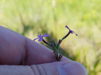 Buchnera floridana, photographed by Leila Dasher