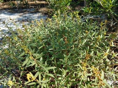 Crocanthemum nashii