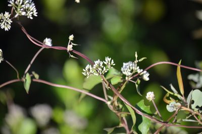 Mikania scandens