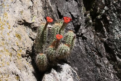 Echinocereus santaritensis, photographed by er-birds